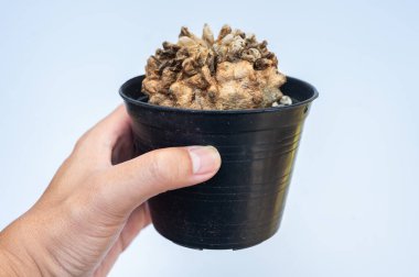 Elinde ölmekte olan bir tencere Ferocactus 'u tutan birinin görüntüsü. Onları çok sık sularsanız ya da çok fazla su sağlarsanız, kökler suya gömülebilir ve çürümeye yol açabilir..