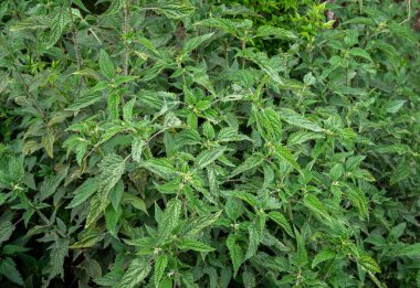 Kırsal Nepal 'de ısırgan otu bitkileri (Urtica dioica) büyür. Bitkinin içindeki iğne benzeri yapı asit ve farklı sinir bozucu kimyasallar içeriyor..