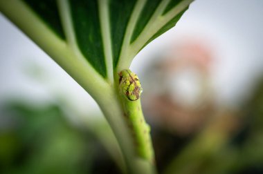 Tırtıl, bitki yaprağında sürünen yılan başını taklit eder. Tırtıl kelebek ya da güvenin larva evresidir..