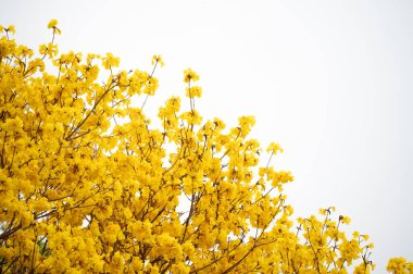 Güzel altın trompet ağacı (diğer adı Sarı Tabebuia çiçeği) soyutlanmış beyaz arka planda çiçek açar.
