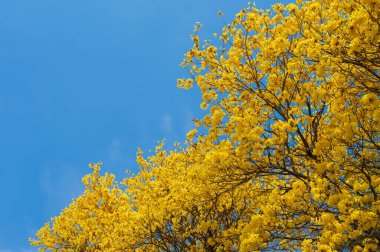 Güzel altın trompet ağacı (diğer adı Sarı Tabebuia çiçeği) mavi gökyüzüne karşı çiçek açıyor.