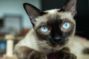 Kamera arayan bir siyam kedisinin portresi. Siyam kedisi Tayland 'a özgü bir kedi cinsidir. Bu kedi yüz maskesi, ayakları, kulakları ve kuyruğu olan solgun bir kedi..