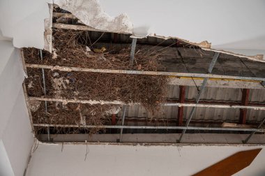 Kuş yuvasının ağırlığı tavanı tahrip etti. Yuva kuran kuşlar evinizin çatısına, tavan arasına ve dış kısmına ciddi hasar verebilir..