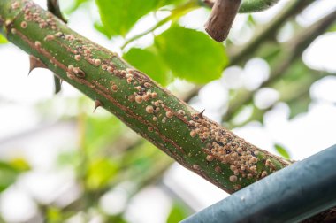 Gül kamışının üzerinde gül pulu (Aulacaspis rosae) yakın çekim. Gül pulu baston düşüşüne ya da dal ölümüne neden olabilir.. 