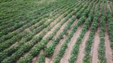 Tayland 'ın tarım arazisindeki Cassava arazisinin havadan görünüşü. Cassava gelişmekte olan ülkelerde önemli bir besindir..