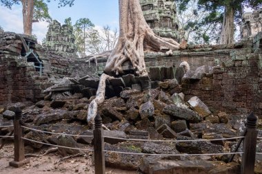 Angkor 'un en iyi ziyaret edilen anıtlarından biri olan terk edilmiş Ta Prohm Tapınağı' nda büyük bir çalı ağacı kökü oluştu. Siem Reap, Kamboçya 'daki duvarlarından çıkan devasa ağaçlar ve devasa kökleriyle bilinir..