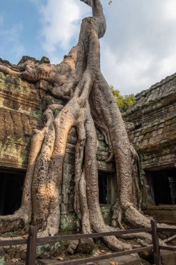 Angkor 'un en iyi ziyaret edilen anıtlarından biri olan terk edilmiş Ta Prohm Tapınağı' nda büyük bir çalı ağacı kökü oluştu. Siem Reap, Kamboçya 'daki duvarlarından çıkan devasa ağaçlar ve devasa kökleriyle bilinir..