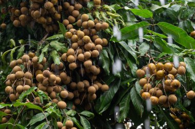 Yağmur sırasında Longan meyvelerinin bir dalı. Longan, Güneydoğu Asya 'da yetişen ve sabun çileği ailesinin bir üyesidir..