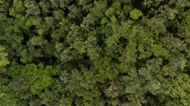 Tayland kırsalındaki yemyeşil ormanın yüksek açılı görüntüsü.