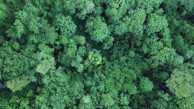 Tayland 'ın kuzey bölgesindeki yeşil ormanın üzerinde uçan insansız hava aracı görüntüleri..