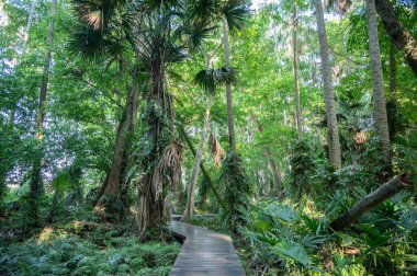 Udon Thani vilayetindeki Khamchanod ormanının manzarası. Taylandlıların Naga 'ya ibadet etmek için gittikleri ve hayatta sağlıklı yaşam için iyi bir yaşam istedikleri bir yer..