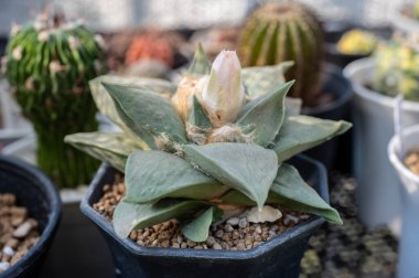 Çiçek tomurcuğu ile çiçek açmadan önce Ariocarpus Retusus. Ariocarpus soyu tükenmekte ve vahşi doğada çok nadir görülür.. 