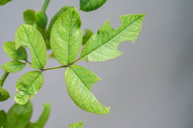 Gül yaprakları yaprak kesen arılardan (Megachile rotundata) ya da solucandan zarar görmüştür. Bir yaprağın tek bir diski veya birden fazla diski çıkarılabilir.