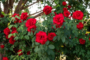 Bahçede açan güzel kırmızı güller. Güller daha çok Güzellik Sembolü ve Aşk mesajıyla ünlüdür..