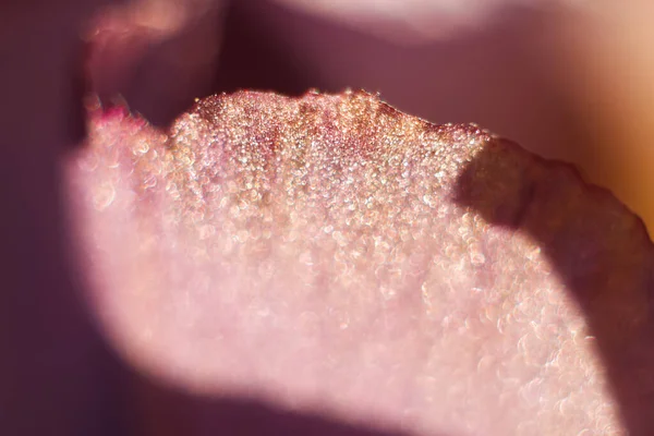 Дефокус Абстрактний Фіолетовий Фон Природа Рожевого Листа Саду Влітку Натуральний — стокове фото