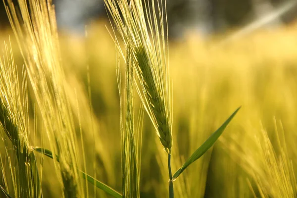 Defocus Green Wheat Field Sunny Day Macro Close Fresh Ears — Stock Photo, Image