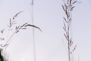 Defocus stresten melankolik çimenlere düşer. Sakin bir bahar yazı doğası yakın çekim ve bulanık bir arka plan. Soyut siyah çimenler. Odaklanamıyorum.
