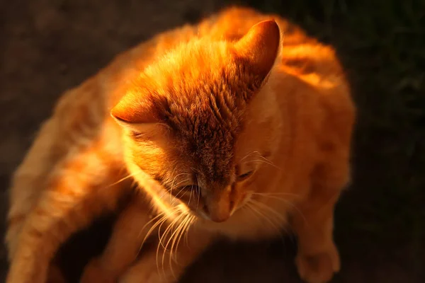 고양이 여름날 고양이의 고양이도 있었고 오렌지 재미있는 고양이 고양이 거짓말하는 — 스톡 사진