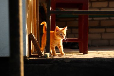 Bahçedeki kırmızı kedi yavrusunu defocus et. Kahverengi gözlü genç kedi, sonbahar kedisiyle oynuyor. Kedi yavrusu düştü. Güneşli kedi. Odaklanamıyorum.