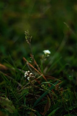 Taze yeşil ağaç yaprakları, çerçeve. Doğal arka plan. Fotokopi alanı ile bulanık arkaplan üzerindeki doğa yeşil yaprağının güzel manzarası. Yaz duvar kağıdı. Kara zümrüt. Dikey. Odaklanamıyorum.