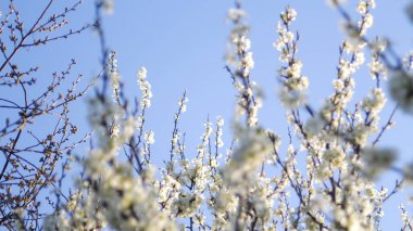 Çiçekli elma ağacının defocus taze bahar dalları, doğal mevsimlik paskalya arkaplanı. Mavi gökyüzü. Çiçek açan güzel elma ağacı. Uzayı kopyala - Yakın çekim. Odaklanamıyorum.
