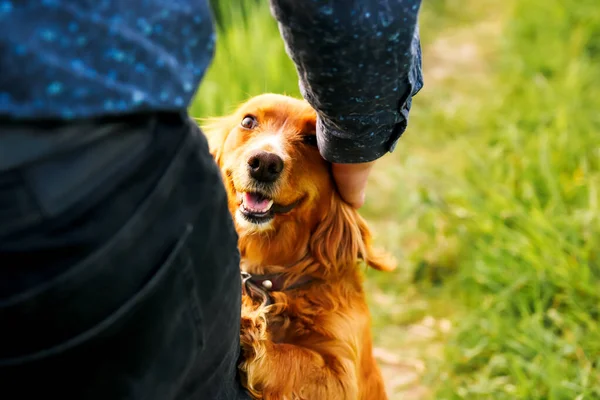 Orange Spaniel Hand Caressing Cute Homeless Dog Sweet Looking Eyes — Stock Photo, Image