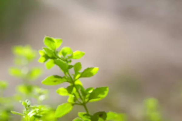 Размытые Крупным Планом Свежий Вид Природы Зеленого Листа Зеленом Фоне — стоковое фото