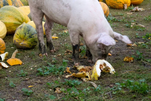 Pigs eating on a meadow in an organic meat farm. Defocus pig on the farm eating pumpkins. Happy pigs on pig farm. Piglet. Out of focus.