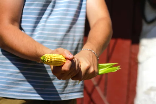 玉米田里的农民或农艺师在收获后拿着金黄色成熟的玉米芯 阳萎和男人的健康性自慰和性高潮阳萎问题 紧握着玉米的手 — 图库照片