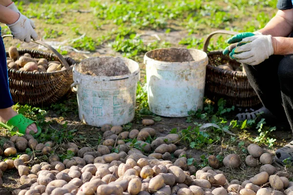 stock image Two workers sort potatoes outside. Farmer harvesting potato in the farmland. Agriculture harvest cultivation concept.