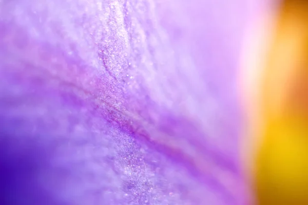 天然の紫色は植物を残します 要旨紫色の光沢のある背景 夏に庭の紫色と黄色の葉の性質 春の背景カバーページ環境生態壁紙 集中できない — ストック写真