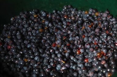 Mavi üzüm arka planı. Kırmızı şarap üzümlü arka plan. Üzüm bağı. Yakın çekim, odak dışı.