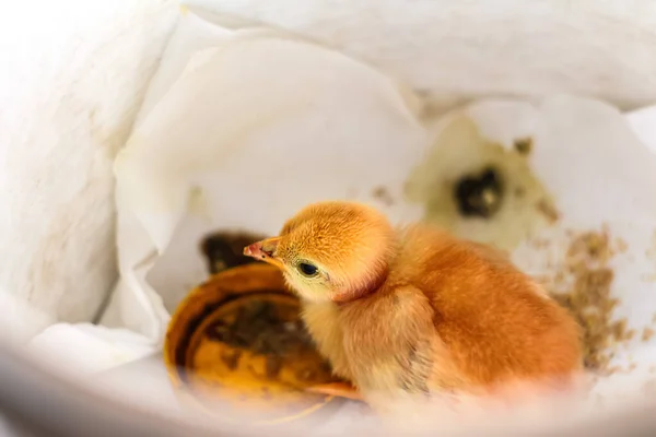 Pollo Bebé Sobre Fondo Blanco Linda Chica Amarilla Vista Superior — Foto de Stock