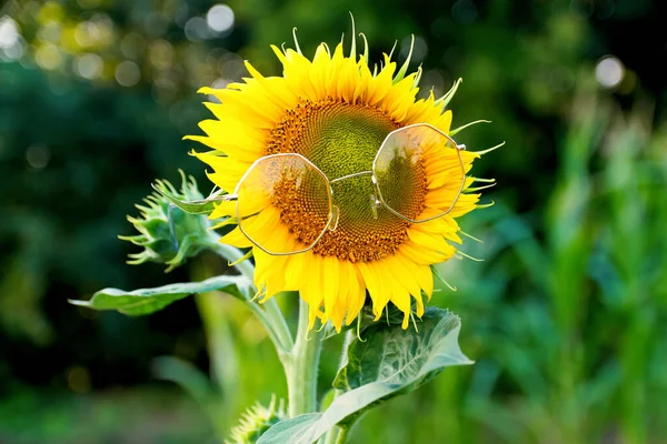 Girassol Usando Óculos Sol Amarelos Verão Fundo Engraçado Girassol Bonito — Fotografia de Stock