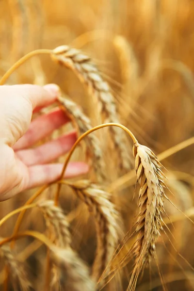 Agriculture Concept Male Hand Touching Golden Wheat Ear Wheat Field — Stock Photo, Image