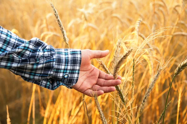 Mužská Ruka Dotýkající Zlatého Pšeničného Ucha Pšeničném Poli Zapadající Slunce — Stock fotografie
