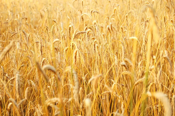 Yellow Wheat Background Golden Spikelets Wheat Field Sunset Agricultural Concept — Stock Photo, Image