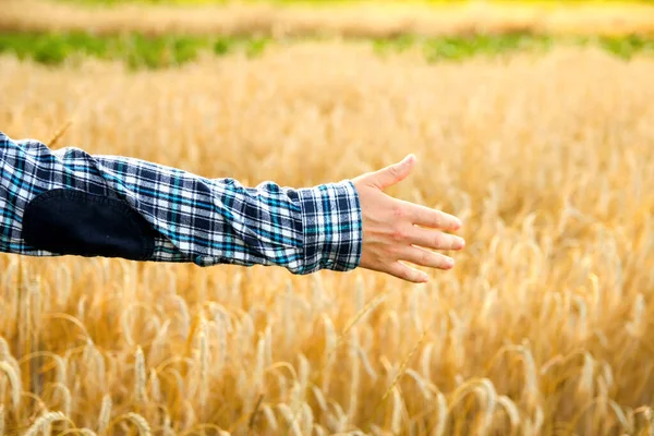 Концепція Свободи Сільського Господарства Чоловіча Рука Торкається Золотого Пшеничного Вуха — стокове фото