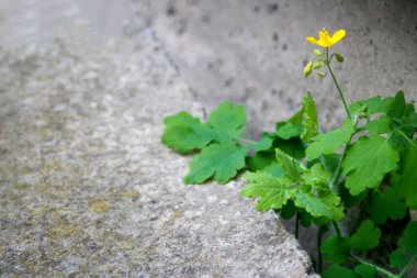 Çatlak beton zeminde büyüyen genç ağaç bitkisi. Bitki çatlak taşın üzerinde büyür. Reater celandine, Chelidonium majus, tetterwort, meme otu ya da kırlangıç otu. Uzayı kopyala Odaklanamıyorum.