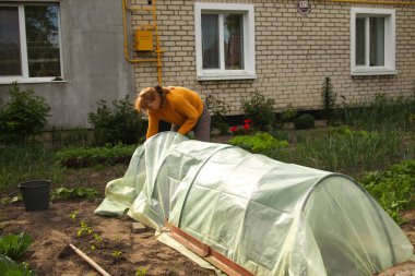 Alçak tünel serası. Sera plastiğinin üzerine yeni politen film geren kadın eller. - Yakın çekim. Baharda bahçe sezonu için hazırlık. Agronomi. Ekin ya da hasat.