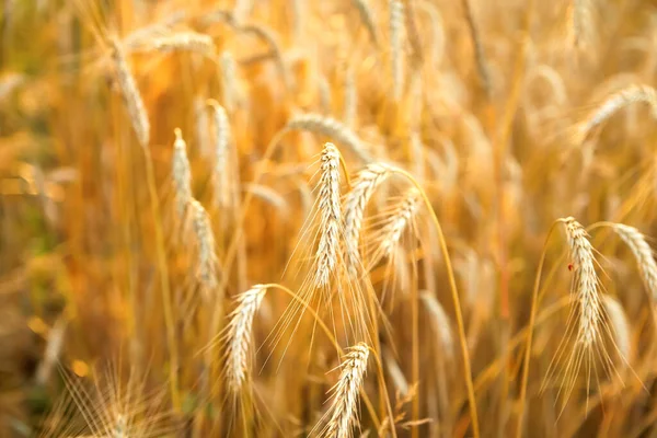 Yellow Wheat Background Design Golden Spikelets Wheat Field Sunset Agricultural — Stock Photo, Image