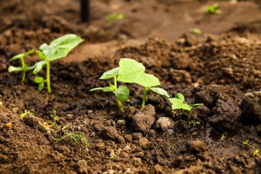 Açık arazide genç salatalıklar. Eko-sebze yetiştiriyor. - Yakın çekim. Yaz ya da bahar bahçıvanlığı.
