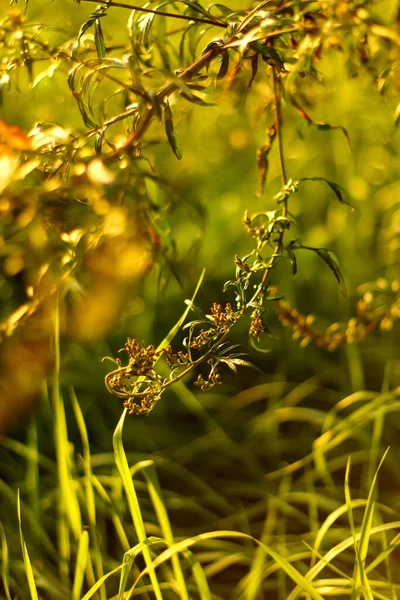 Folhas Verdes Jardim Verão Criam Cenário Natural Vibrante Folhagem Fresca — Fotografia de Stock