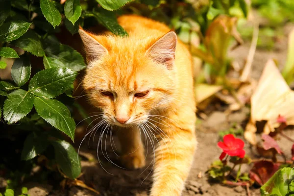 Rudy Kot Słoneczny Portret Uroczego Rudego Kotka Słoneczny Letni Dzień — Zdjęcie stockowe