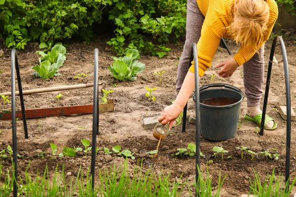 Woman pours liquid mineral fertilizer. Watering with fertilizers of young vegetable shoots. Cultivation and caring. Organic fertilizers. Hand with fertilizers in agriculture farm.