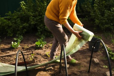 Kadın, sera plastiğinin üzerine yeni politen film geriyor. - Yakın çekim. Yan görüş. Baharda bahçe mevsimi için hazırlık.