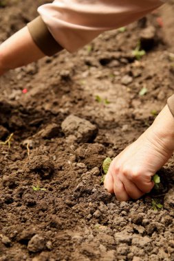 Toprağa fideleri elle yerleştirdim. Bir sebze tohumu ya da bitki tohumu yetiştir. Büyümeden önce toprak sağlığını kontrol eden çiftçinin dişi eli sebze ya da bitki tohumu tohumu.