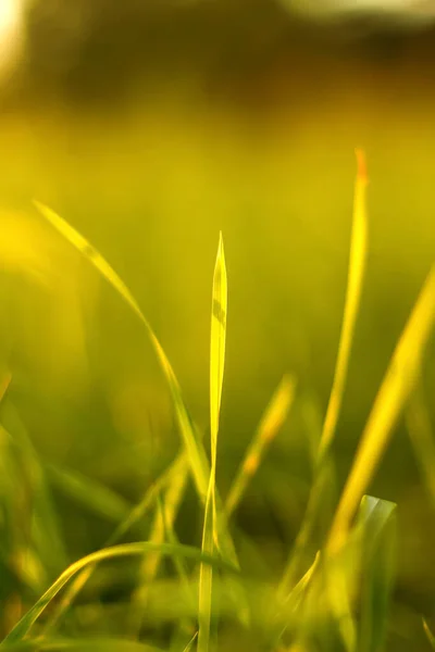 Лезо Дефокусу Трави Зеленому Тлі Природа Зеленого Листя Саду Влітку — стокове фото