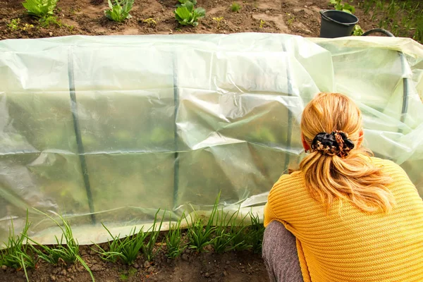 Alçak tünel serası. Sera plastiğinin üzerine yeni politen film geren kadın eller. - Yakın çekim. Baharda bahçe sezonu için hazırlık. Agronomi. Arka plan.