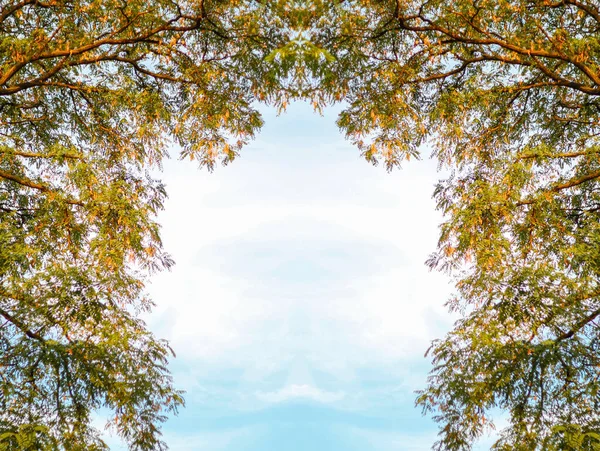 Άνοιξη Tamarind Κλαδιά Στον Γαλάζιο Ουρανό Ένα Μαγευτικό Πράσινο Δέντρο — Φωτογραφία Αρχείου